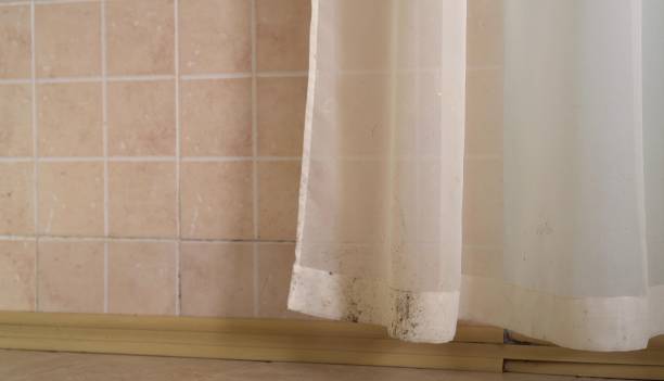 Best Mold Odor Removal Services  in Union Park, FL