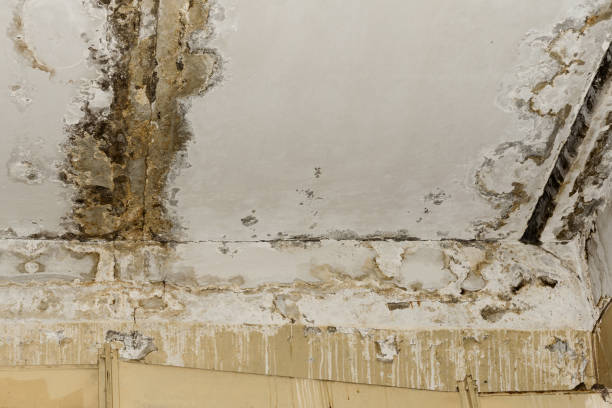 Best Industrial Mold Remediation  in Union Park, FL