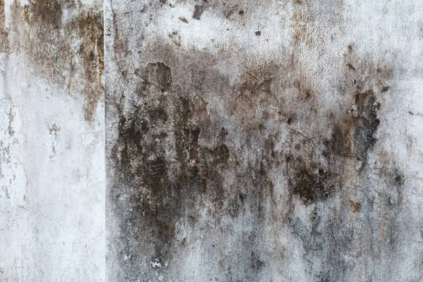 Best Asbestos and Lead Testing During Mold Inspection  in Union Park, FL