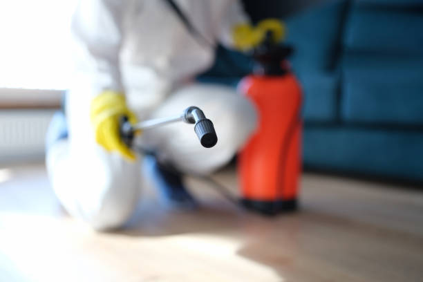 Best Attic Mold Removal  in Union Park, FL