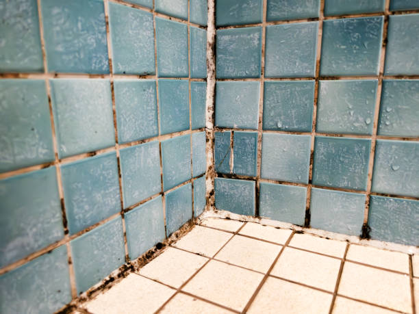 Best Mold Prevention Services  in Union Park, FL