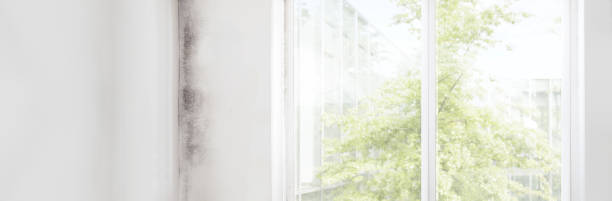 Best Basement Mold Removal  in Union Park, FL