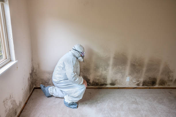 Best Mold Prevention Services  in Union Park, FL