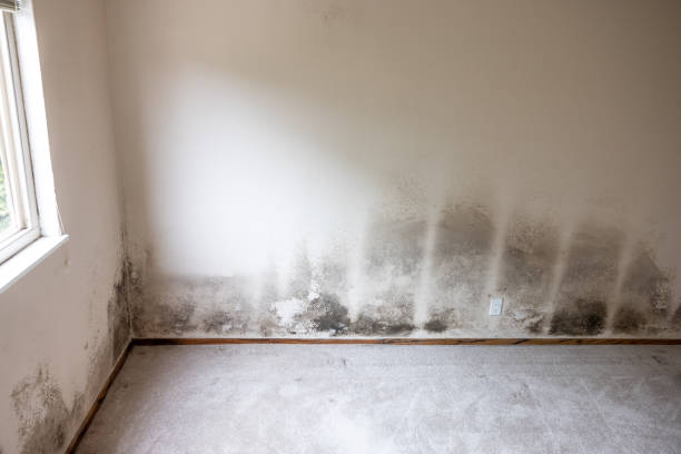 Best HVAC Mold Inspection and Cleaning  in Union Park, FL