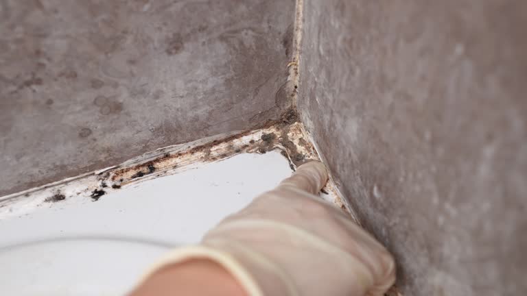Best Mold Remediation for Healthcare Facilities  in Union Park, FL