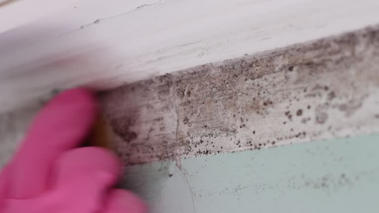 Mold Removal for HVAC Installations in Union Park, FL